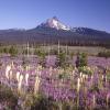 Mt Washington with lupen and bear grass filled meadow